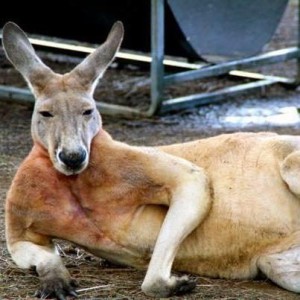 kangaroo_howyoudoing