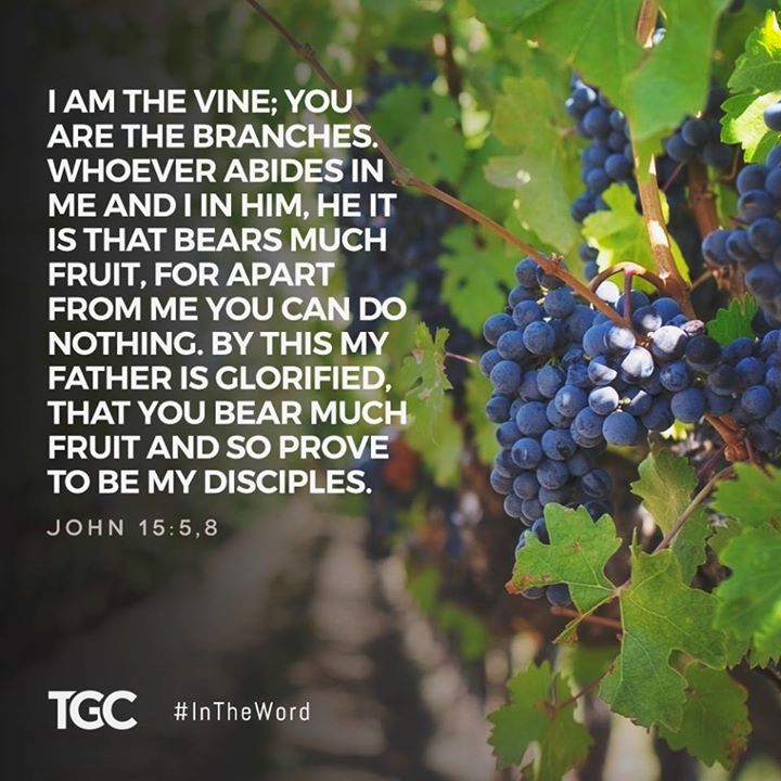 vine and verse