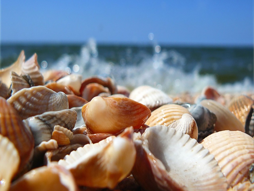 Image result for seashells