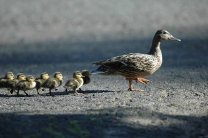 Ducks-follow-the-leader