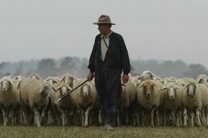 shepherd-with-sheep
