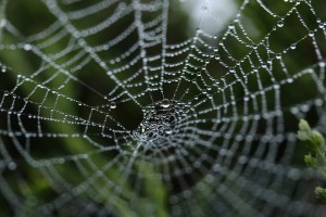 Net Cobweb Nature Trap Insect Spider Web