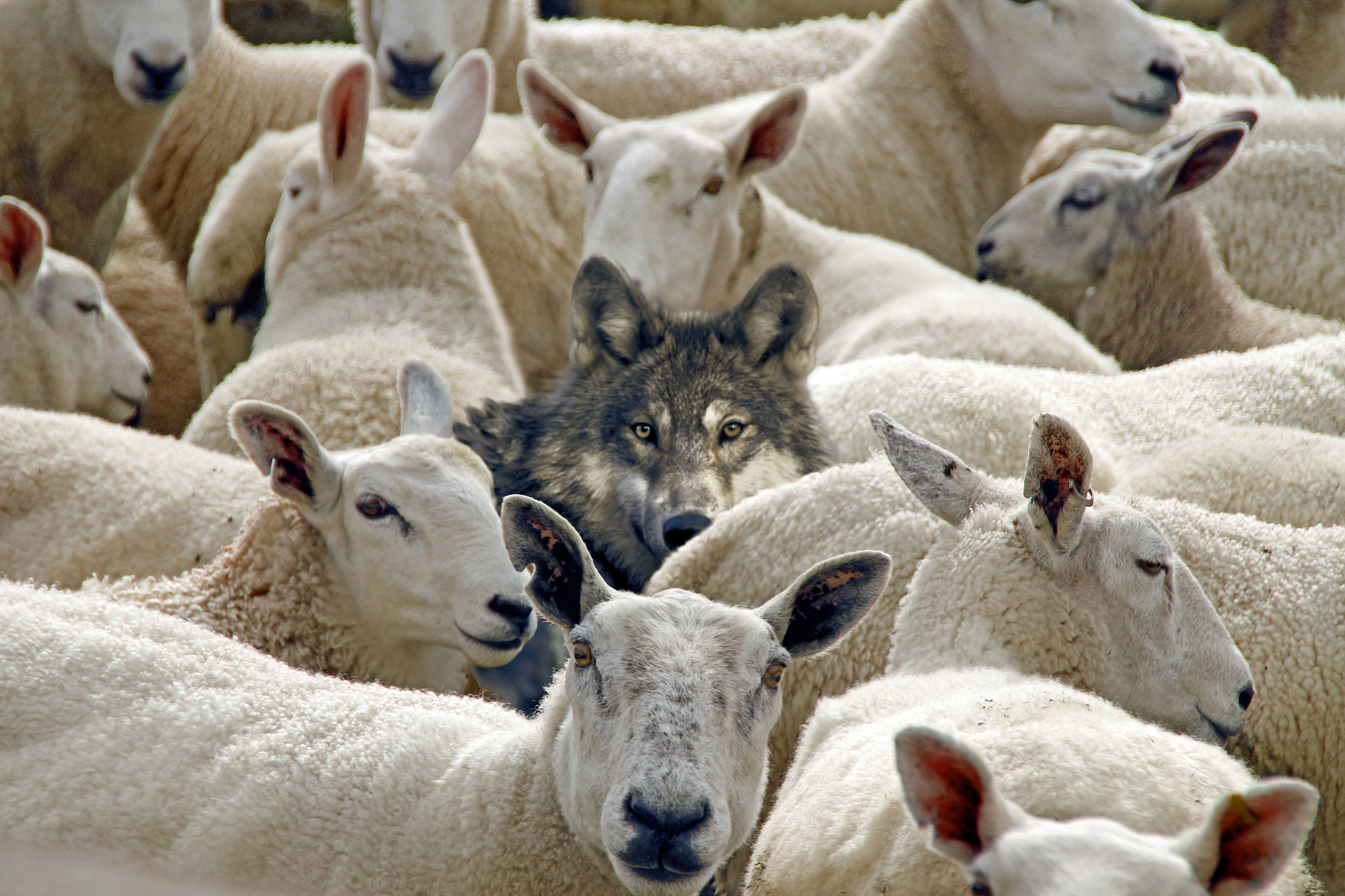 Bilderesultat for wolf and sheep
